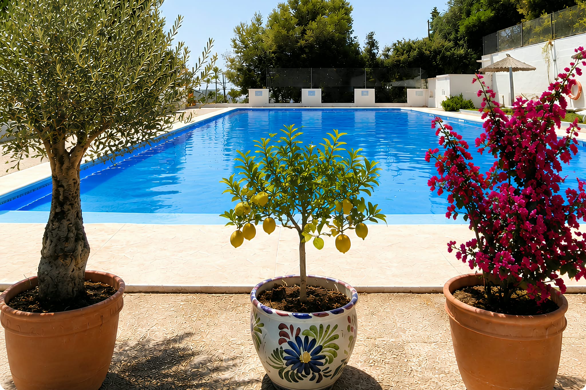 Piscine andalouse baignée de soleil, bordée d’un olivier, d’un citronnier en pot et d’un bougainvillier en fleurs.